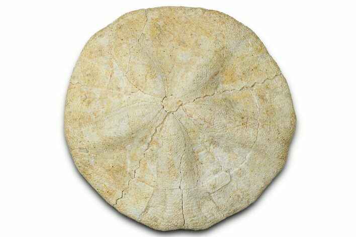 Miocene Sand Dollar (Astrodapsis) Fossil - California #327221